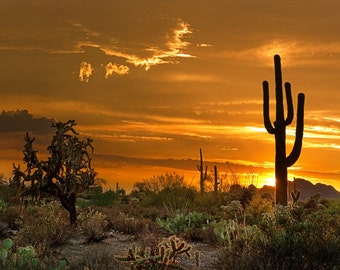 Arizona Photo Peralta Orange, yellow AZ, Phoenix, Saguaro, Cactus Sunset Glory - Fine Art Multiple sizes