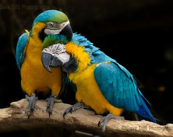 Photograph Parrots Birds Cuddle, Kiss, Romance,  Unmatted multiple sizes available- Fine Art Photograph