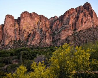 Spring time flowers with Paloverde in front of the Goldfield Mountains in central Arizona fine art photograph Multiple sizes