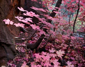 Photograph Sedona Fall Pink Southwest Arizona Flagstaff Colors Oak Creek Canyon Fine Art Multiple sizes- Fine Art Photograph