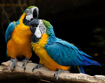 Colorful Parrots Playing, Biting, Un-Matted Fine Art Photograph, multiple sizes available- Fine Art Photograph