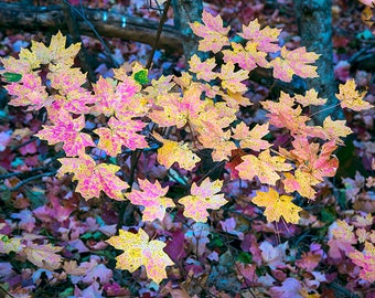 Fall Colors Arizona West Fork Sedona Desert Southwest  Fine Art Image, Multiple sizes- Fine Art Photograph