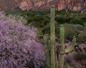 Spring time Ironwood blossoms with Saguaro Cactus and the Goldfield Mountains fine art photograph Multiple sizes