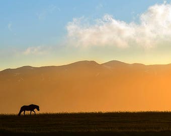 Icelantic Horse at Sunset in IcelandMultiple sizes- Fine Art Photograph