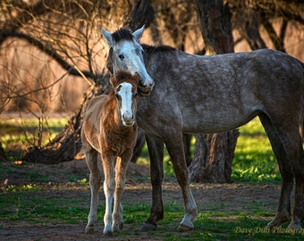 Wild Horses Salt River Arizona mother and colt fine art photograph Multiple sizes