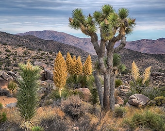 Joshua Tree and Yucca Cactus in Joshua Tree National Park California Multiple sizes- Fine Art Photograph
