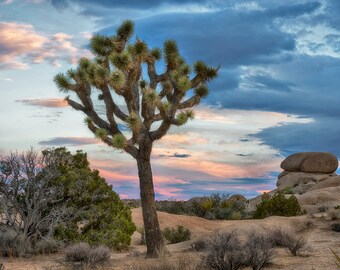 Joshua Tree sunrise in Joshua Tree National Park CaliforniaMultiple sizes- Fine Art Photograph