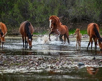 Wild Horses Stallion Salt River Arizona fine art photograph Multiple sizes