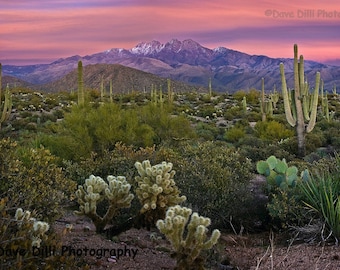 Arizona Photography  Four Peaks Pink Southwest AZ cactus Sunset - Fine Art  Un-Matted