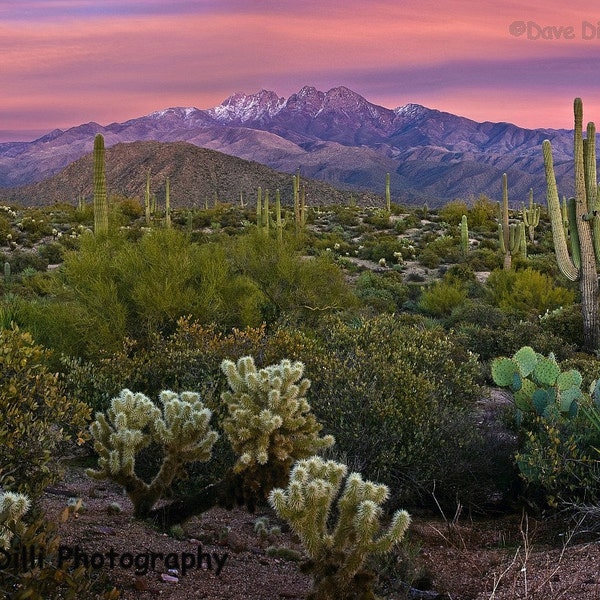 Arizona Photography  Four Peaks Pink Southwest AZ cactus Sunset - Fine Art  Un-Matted