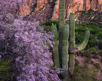 Spring time Ironwood blossoms with Saguaro Cactus near Saguaro Lake in Central AZ fine art photograph Multiple sizes