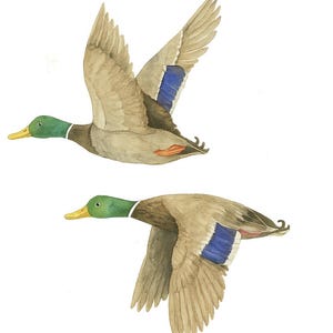 Wilde eendjes vliegen in de lucht