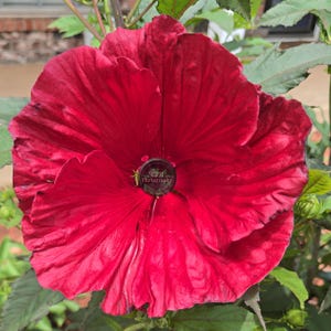 ムーンシャインハイビスカス