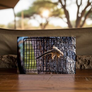 Carte postale | Ami sauvage au camp | Écureuil dans un arbre | Zuri.Camp Namibie