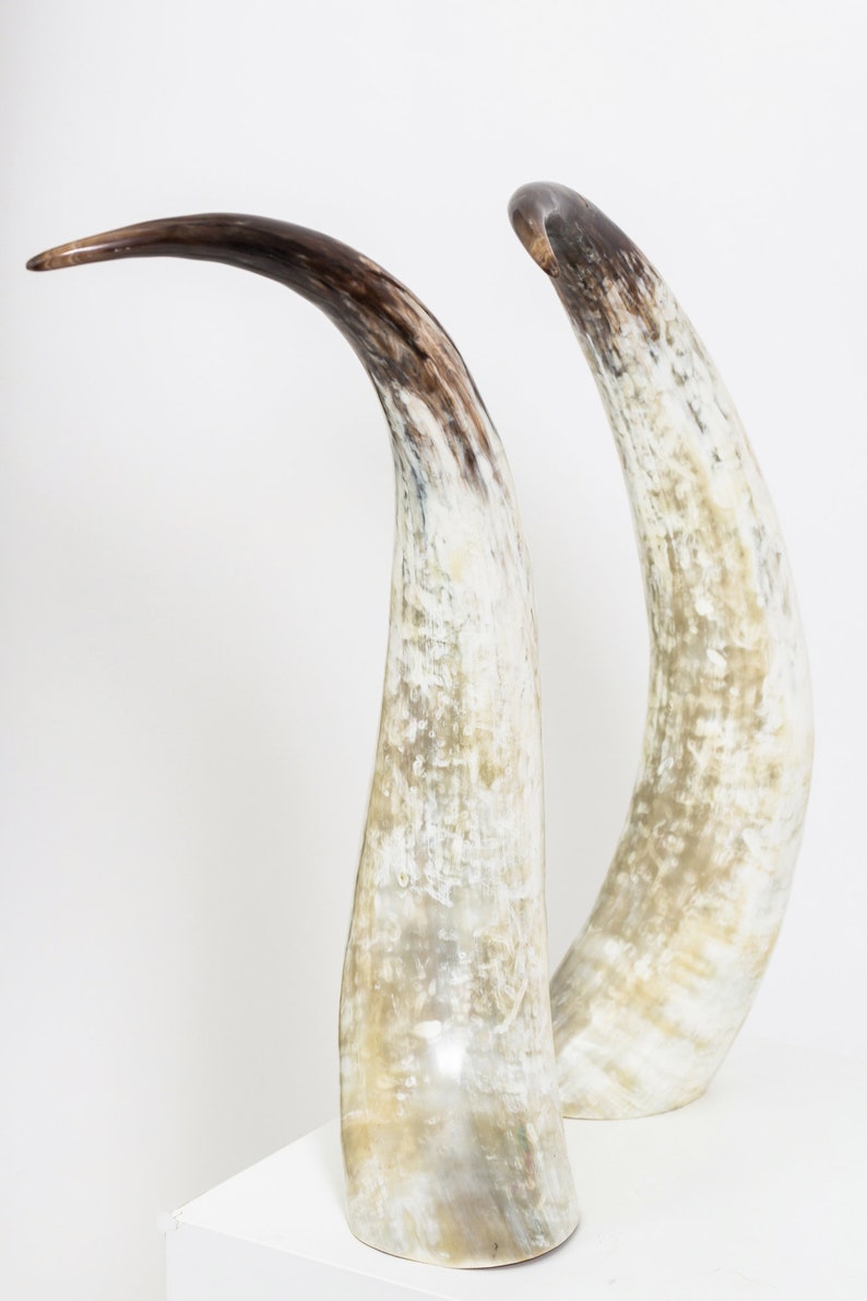 Big Ankole & Gyr Cattle / Cow Horns Ornaments and Objects for Living Room, Table Top, Hallway, or Shelf Decor. ON SALE A-M-001 image 3