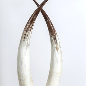 Big Ankole & Gyr Cattle / Cow Horns Ornaments and Objects for Living Room, Table Top, Hallway, or Shelf Decor. ON SALE A-S-002 image 4