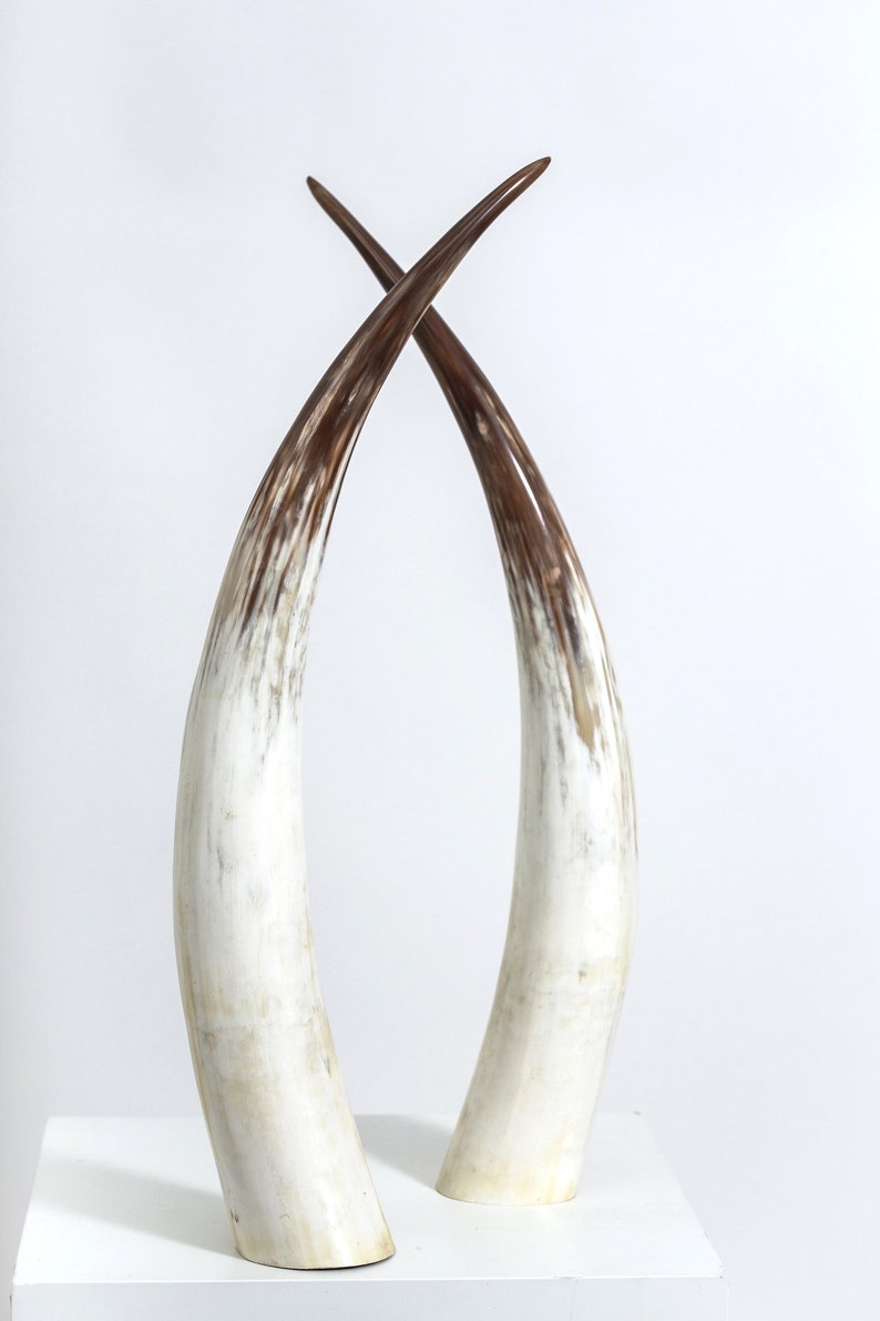 Big Ankole & Gyr Cattle / Cow Horns Ornaments and Objects for Living Room, Table Top, Hallway, or Shelf Decor. ON SALE A-S-002 image 4