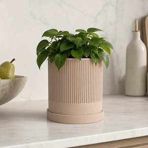 May include: A light pink, ribbed planter pot with a matching saucer holds a vibrant green plant. The cylindrical pot has vertical lines and sits on a kitchen countertop. Other kitchen items are in the background.