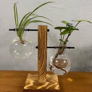 Glasvase mit Holzständer – Dekorativer Übertopf für Hydrokulturpflanzen