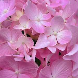 Original Downloadable pink hydrangea print, pink floral wall art photography, botanical flower poster, Living Room Decor, printable wall art