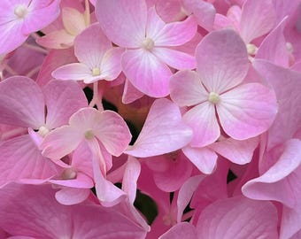 Pink Hydrangea Photo Print: Botanical Floral Wall Art (Digital Download)