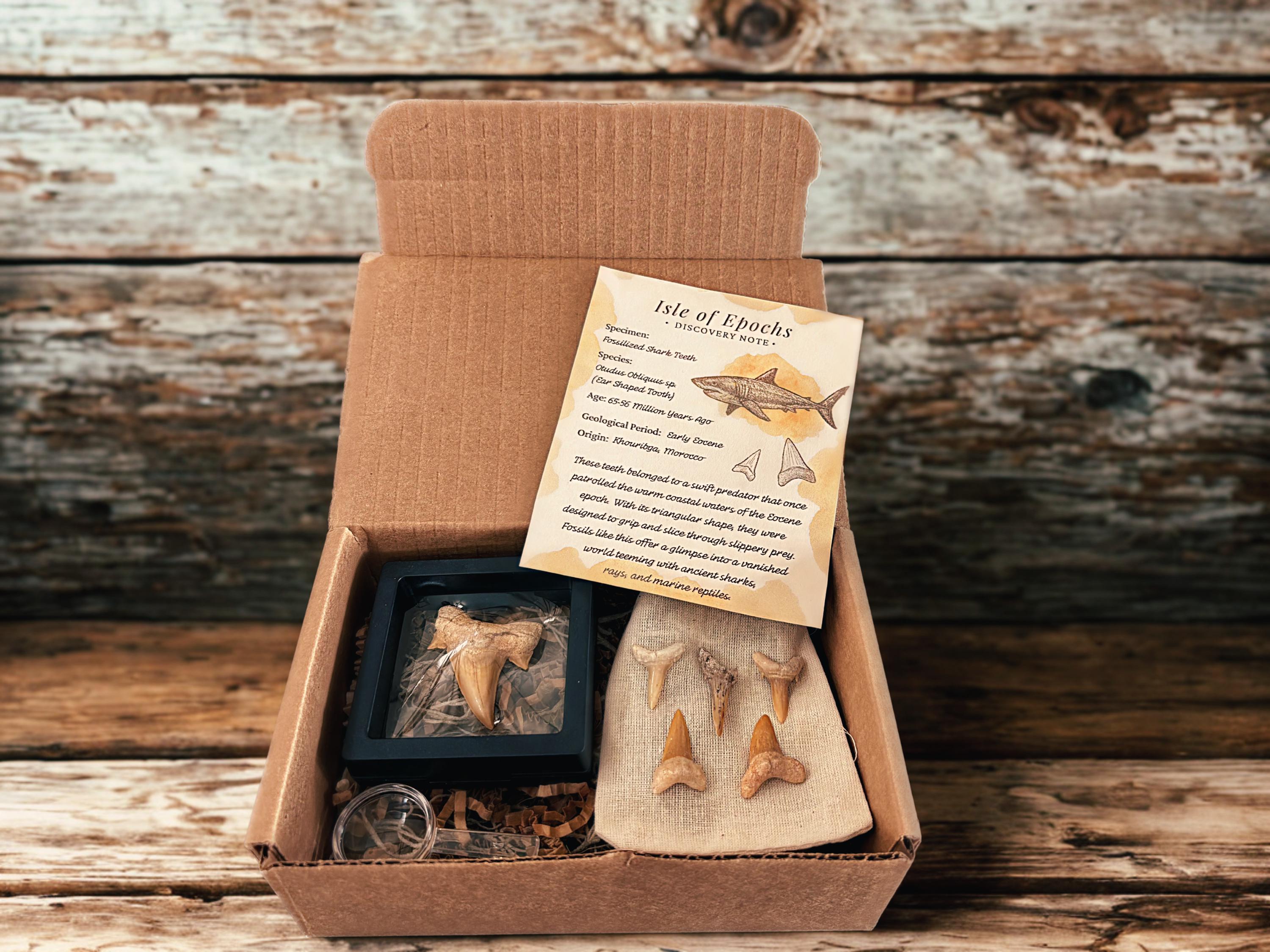 Real Fossil Shark Teeth Discovery Set – Real Fossils – 1 Large and 5 Small Teeth + Stand & Magnifying Glass with Specialized Discovery Note