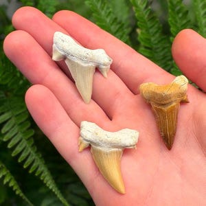 May include: Three fossilized shark teeth in varying shades of tan and brown are displayed in a hand. The teeth have a triangular shape with serrated edges and are likely from a prehistoric shark species. The background is a blurred green.