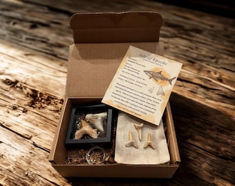 Real Fossil Shark Teeth Mixed Set – 2 large Fossil Teeth – Fossil Kit – Fossil Shark Teeth – Educational Fossils – Fossil Set – Fossil Teeth