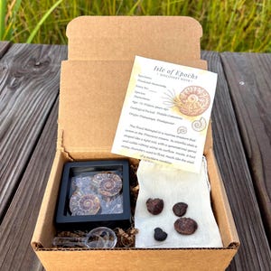 Ammonite Fossilien Entdecker Kit: Halbierter polierter Ammonit + 4 rohe Fossilien