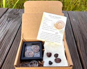 Authentic Ammonite Explorer Kit – Real Fossil Ammonite Pair + 4 Raw Ammonites – Magnifying Glass & Stand – Ammonite Fossil – Halved Ammonite