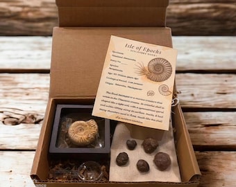 Authentic Ammonite Fossil Kit | Real Fossils + Magnifying Glass + Discovery Note | Educational Gift Box