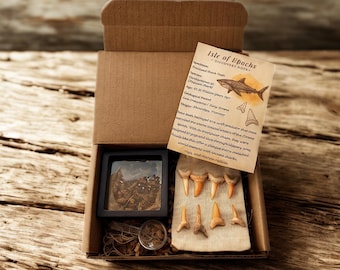 Real Fossil Shark Teeth Trove – 8 Authentic Teeth in Muslin Bag + Discovery Note – Real Fossils – Fossil Gift – Paleontology Set –