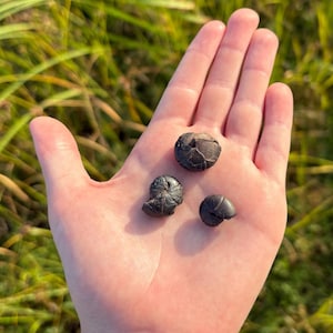 Real Mini Ammonite Fossils – 3 Authentic Specimens with magnifying glass and discovery note – Kids Gifts – Science Kits – Ammonite Shells