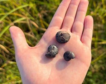 Real Mini Ammonite Fossils – 3 Authentic Specimens with magnifying glass and discovery note – Kids Gifts – Science Kits – Ammonite Shells