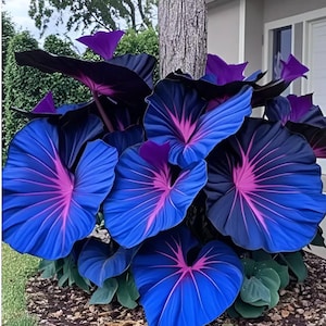 Hosta Seeds - 800pcs Rare Deep Blue & Purple Hosta - Perennial Plant for Outdoor Garden, Pollinator Friendly, Indoor Decoration