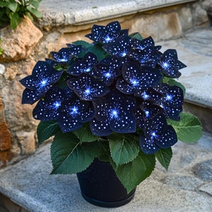 800 Hosta Seeds - Rare Deep Blue & Purple Varieties, Perennial Plants for Outdoor Gardens, Pollinator Friendly, Indoor Bonsai