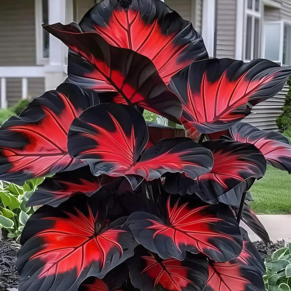 Black Red Hosta Seeds 400 Pcs - Shade Loving Perennial With Unique Two-Tone Leaves