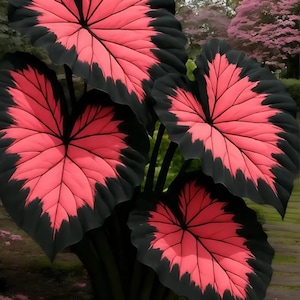 Hosta Seeds - 800pcs Rare Deep Black & Pink with Blue Variations | Perennial Outdoor Garden Plants, Pollinator Friendly, Bonsai