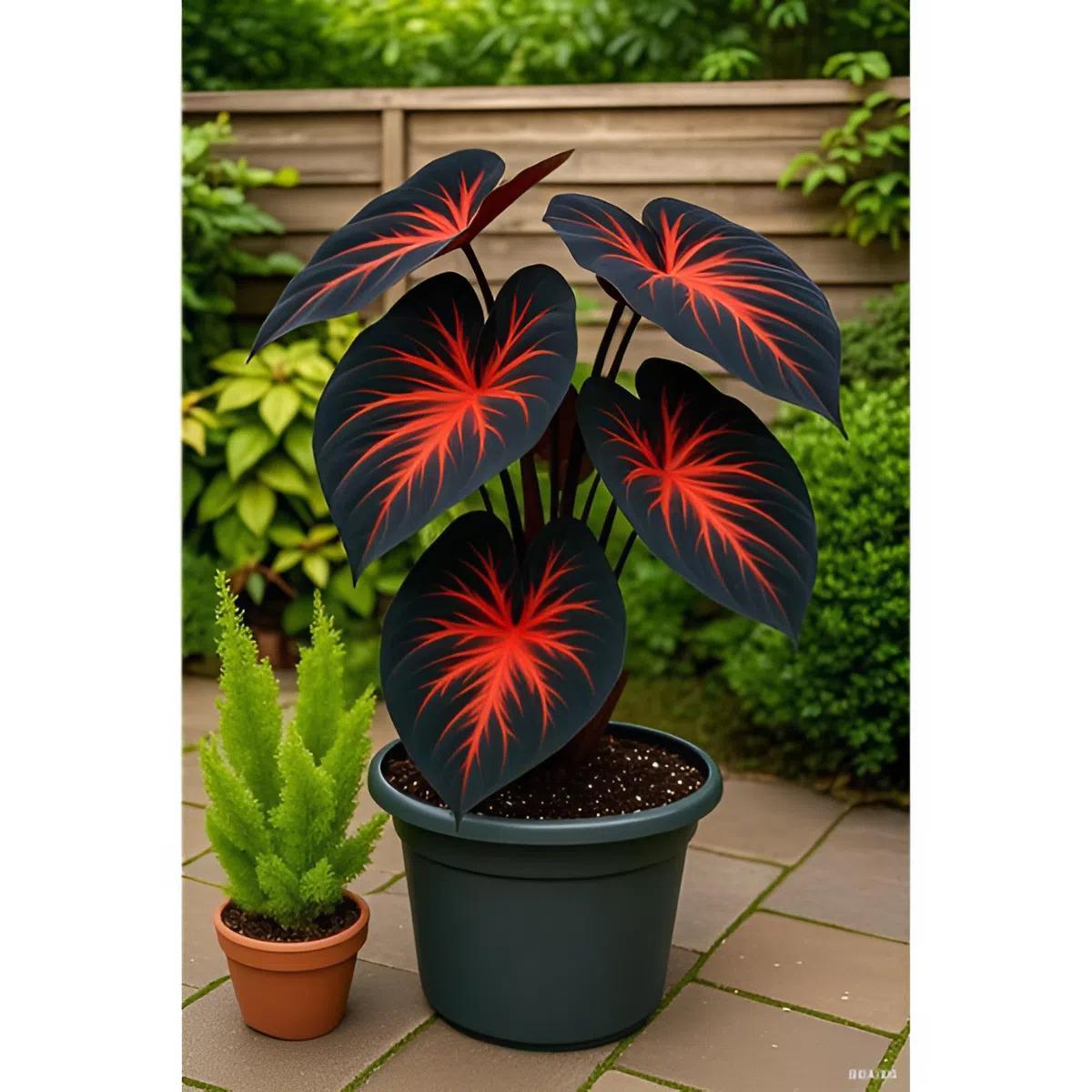 Black Red Hosta Seeds 400 Pcs - Shade-Loving Perennial Plant With Two-Tone Leaves For Garden Borders