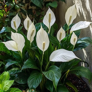 Sementes de Lírio da Paz | Flores brancas puras para ambientes internos, para um ambiente calmo e limpo | Planta de fácil cuidado para casas com pouca luz