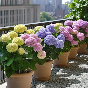 Hydrangea Seeds – Mixed Color Variety for Vibrant Summer Blooms, Perfect for Borders & Cut Flowers