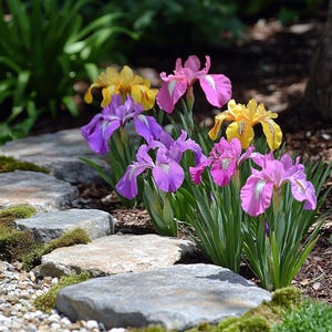 Mixed Color Iris Seeds – Perennial Elegance in Shades of Blue, Yellow, Purple & White