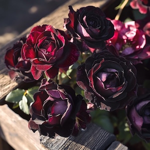 Black Baccara Rose Seeds – Deep Velvet Red to Almost Black Rose, Elegant Cut Flower for Garden & Bouquets, Rare Romantic Bloom