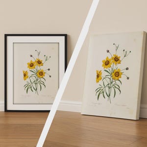 Stampa "Golden Daisy" di Pierre Joseph Redouté, poster botanico vintage, decorazione da parete artistica, disponibile su tela