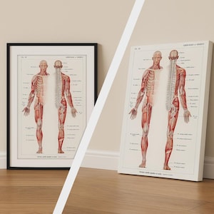 The Human Body Print, Modern Anatomy Poster, Artistic Canvas Wall Decor, Gift for Art Lovers