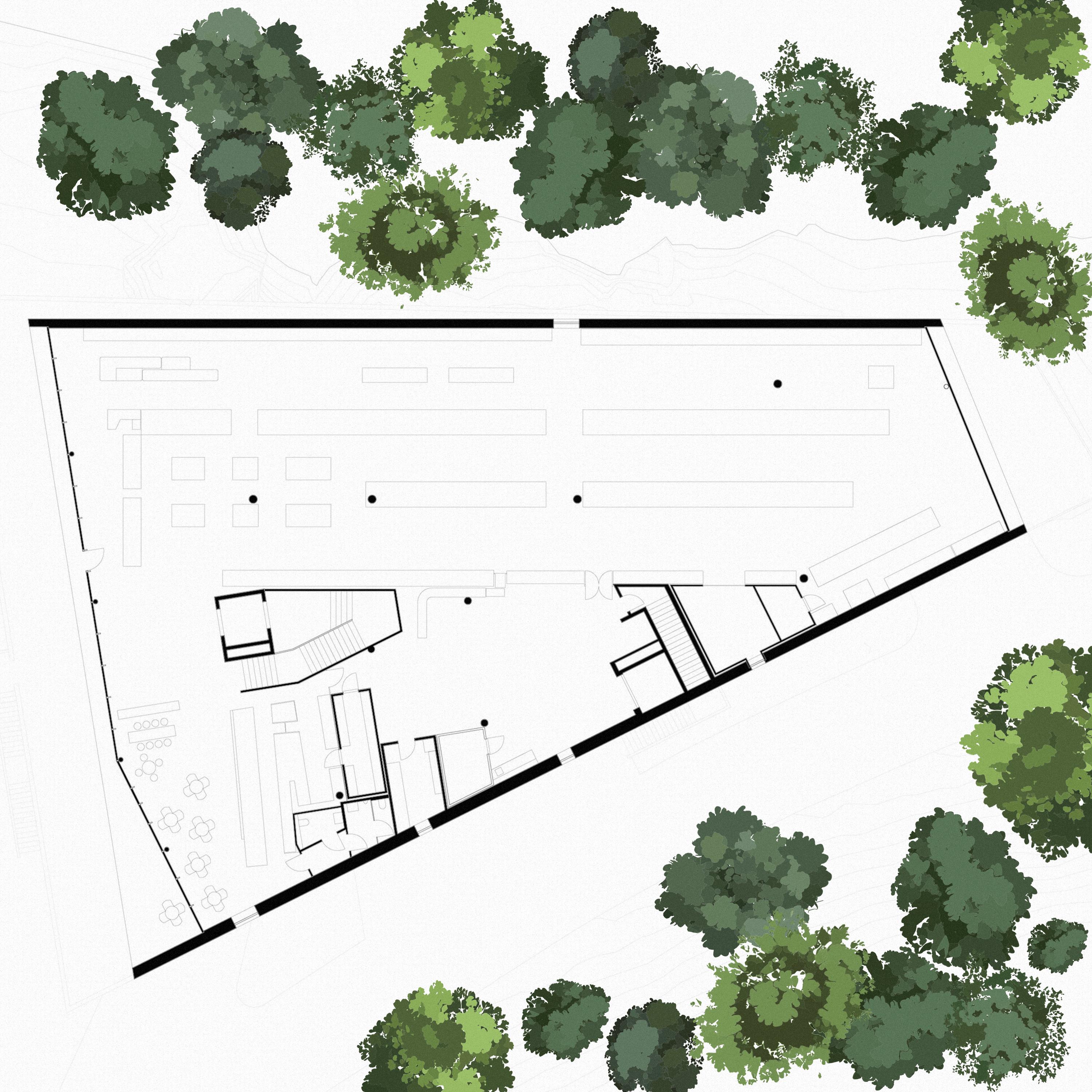 Architectural Tree Vector Pack – Stylised Plan Illustrations (adobe ...
