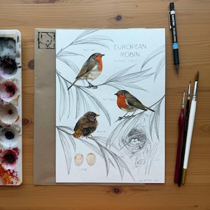 Original European Robin Illustration – Hand-painted Watercolor & Graphite Artwork, A4 Size, One-of-a-kind Bird Study