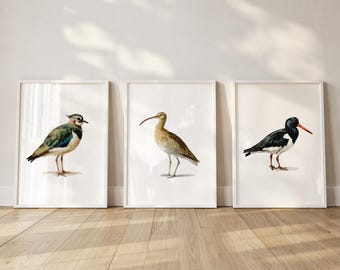 Può includere: Tre stampe incorniciate con illustrazioni di uccelli. Ogni stampa presenta una diversa specie di uccello, con dettagli precisi. Gli uccelli sono raffigurati su sfondo bianco. Le cornici sono bianche e l'opera è esposta su un pavimento in legno.