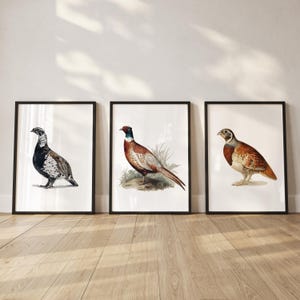 Pheasant Patridge Grouse Set Of 3 Prints Game Bird Posters Country Wall Art Hunting Art Bird Picture Bird Poster Bird Wall Art Gift For Him