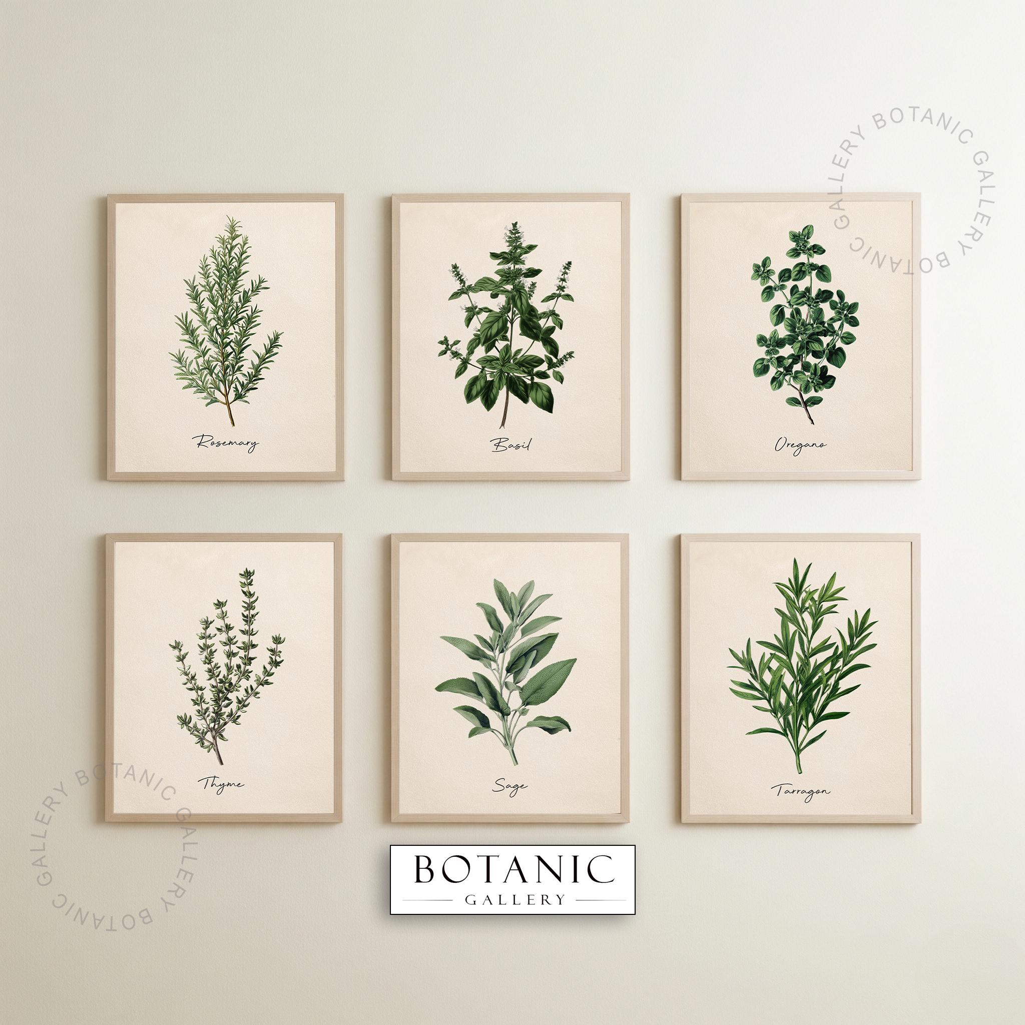 Vintage Kitchen Herbs Prints Set of 6 | Printable Digital Download ...